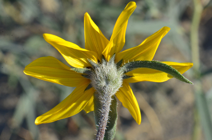 Showy Sunflower has soft or stiff fine white hairs. The bracts (phyllaries) surrounding the head are lanceolate and canescent to soft hairy. Helianthus niveus